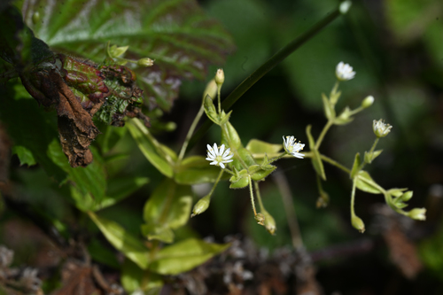 beach starwort (Stellaria littoralis)