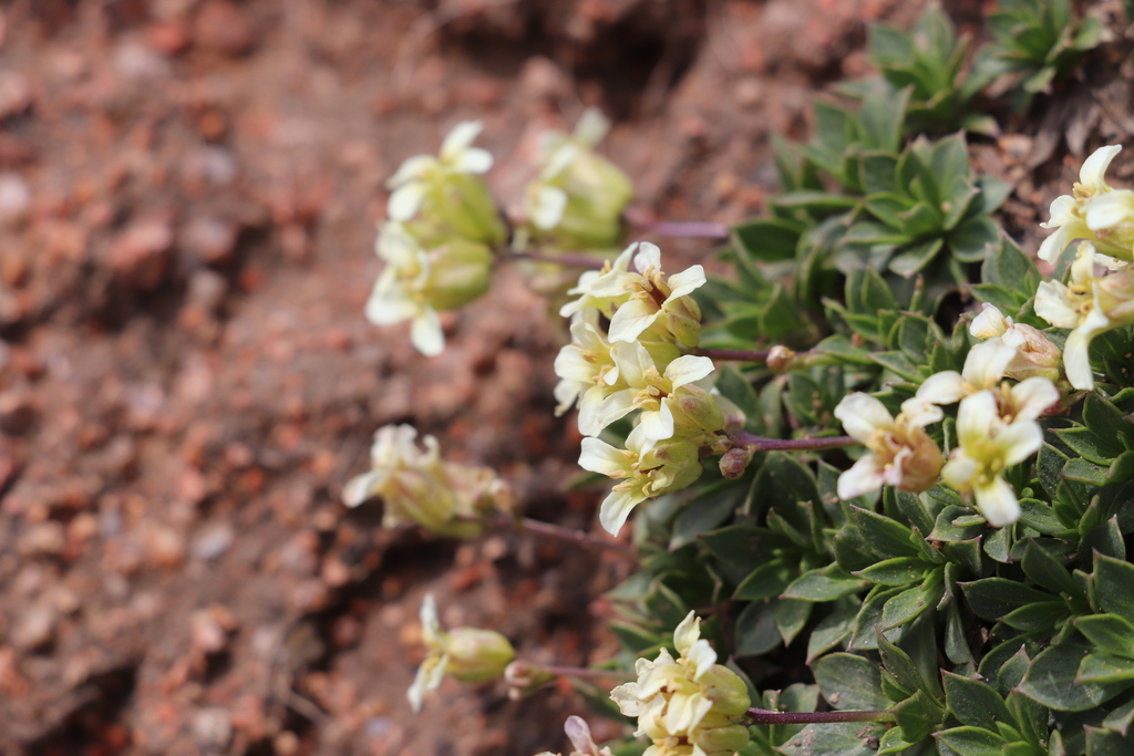 Parrya saxifraga