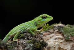 Calotes pethiyagodai