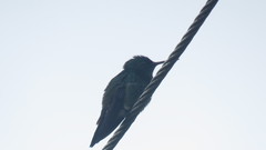 Chalybura buffonii