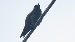 Chalybura buffonii