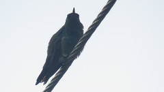Chalybura buffonii