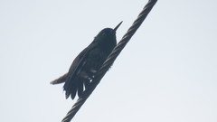 Chalybura buffonii