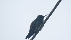 Chalybura buffonii