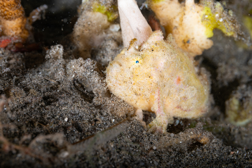 Antennatus nummifer observed 2025-03-08