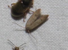 Mesophleps adustipennis