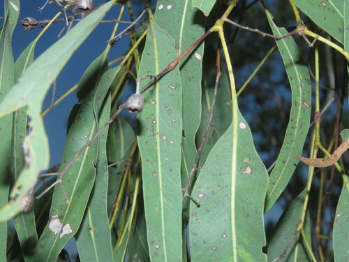 Eucalyptus tectifica, 2025-06-22