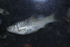 Barbodes binotatus