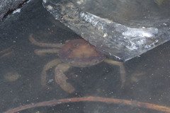 Parathelphusa convexa