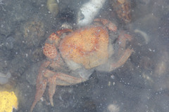 Parathelphusa convexa