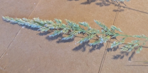 Calamagrostis inexpansa observed 2025-06-21