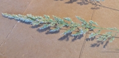 Calamagrostis inexpansa, photograph (c) Jeff Hansen, some rights reserved (CC BY)