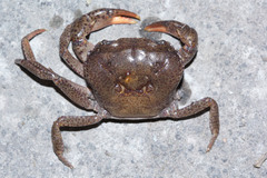 Parathelphusa convexa