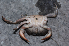 Parathelphusa convexa