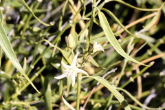 Cynanchum floribundum