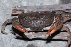 Parathelphusa convexa