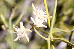 Cynanchum floribundum