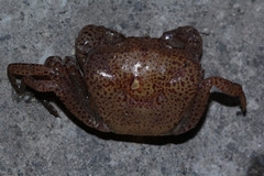 Parathelphusa convexa