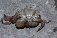 Parathelphusa convexa