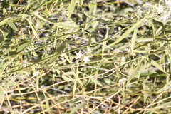 Cynanchum floribundum