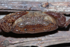Parathelphusa convexa