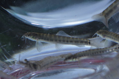 Barred Loach photo 4