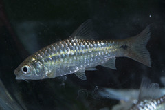 Barbodes binotatus