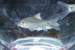 Barbodes binotatus