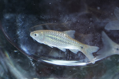 Barbodes binotatus
