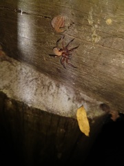 Asthenoctenus borellii