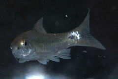 Barbodes binotatus