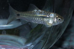 Barbodes binotatus