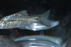 Barbodes binotatus