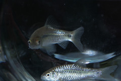 Barbodes binotatus