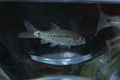Barbodes binotatus