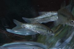 Barbodes binotatus