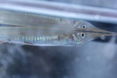 Dermogenys pusilla