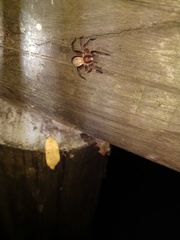 Asthenoctenus borellii