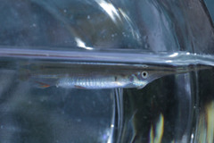 Dermogenys pusilla