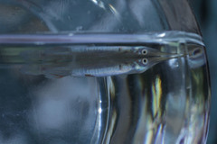 Dermogenys pusilla