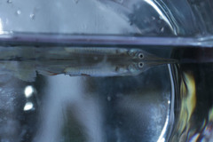 Dermogenys pusilla