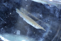 Dermogenys pusilla