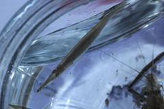 Dermogenys pusilla