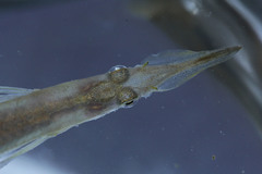 Dermogenys pusilla