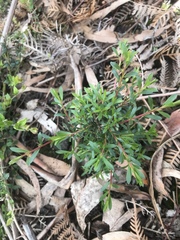 Kunzea leptospermoides