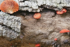 Crepidotus cinnabarinus