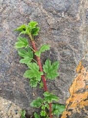 Ribes aciculare, photograph (c) Urgamal Magsar, some rights reserved (CC BY)