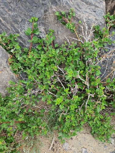 Ribes aciculare, photograph 6