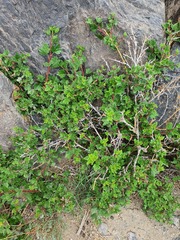 Ribes aciculare, photograph (c) Urgamal Magsar, some rights reserved (CC BY)