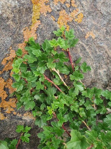 Ribes aciculare, photograph 5
